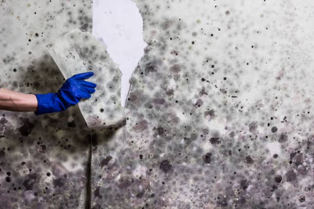Best Preventive Mold Services in Ravenel, SC