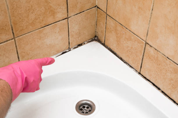 Best Industrial Mold Remediation in Ravenel, SC